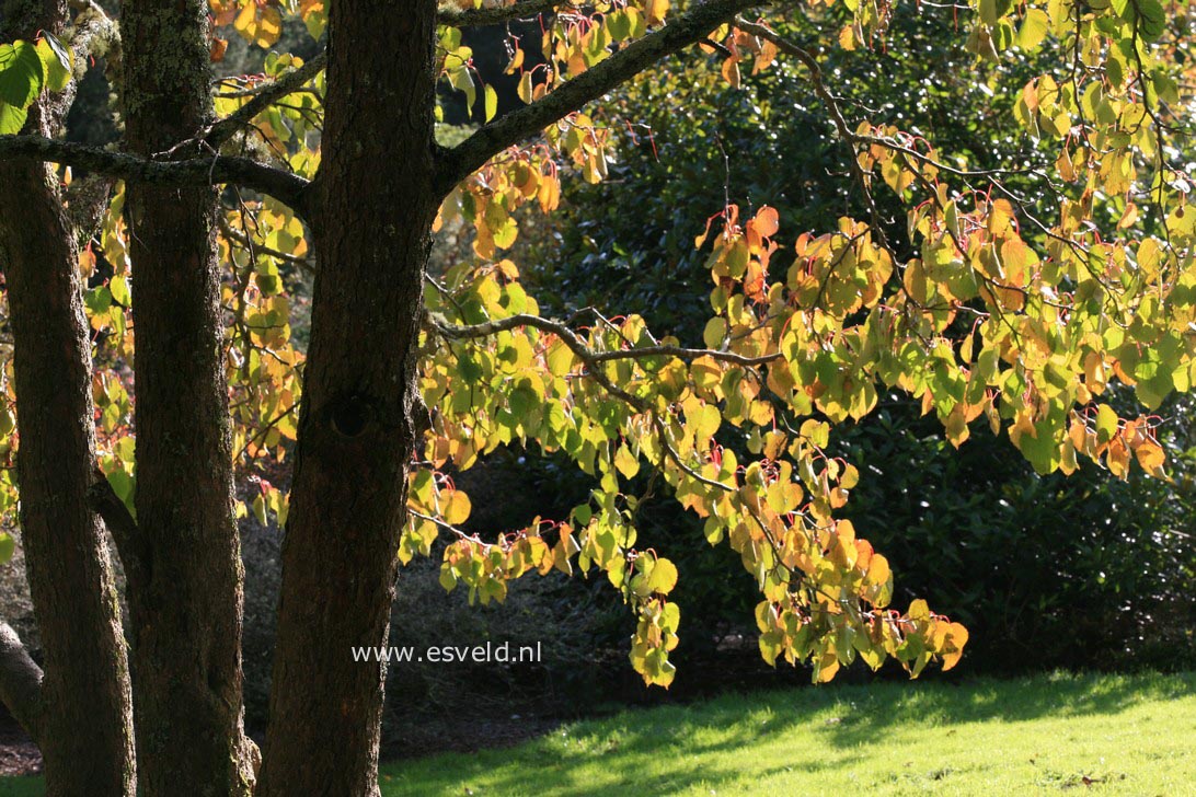 Davidia involucrata