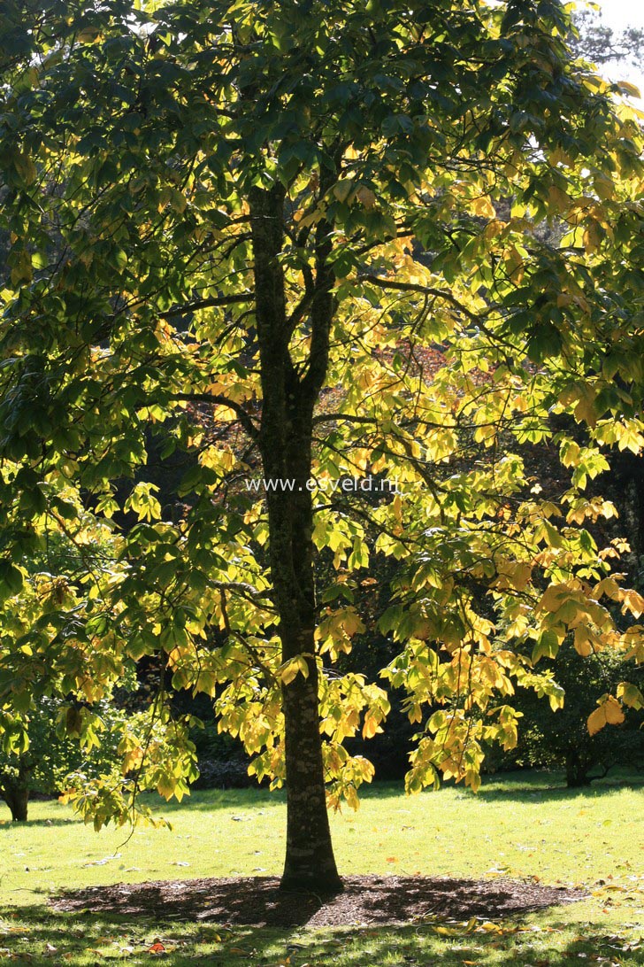 Carya laciniosa