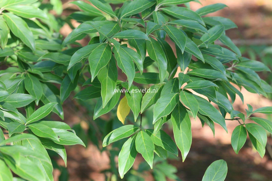 Cornus capitata