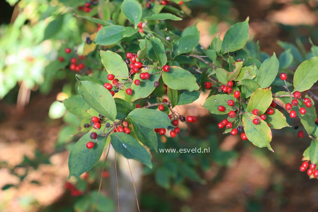 Photinia parvifolia