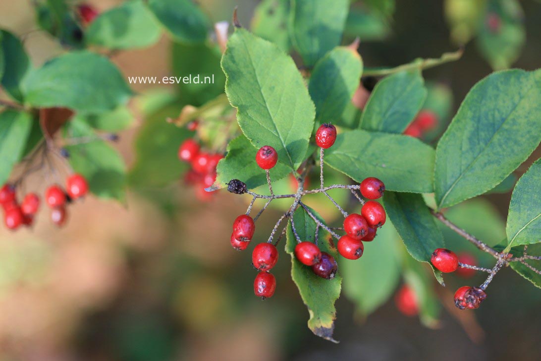 Photinia parvifolia