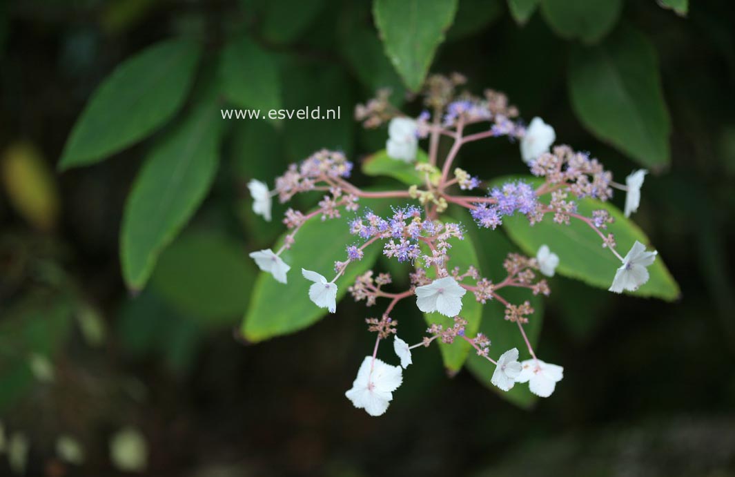 Hydrangea aspera 'Trelissick'