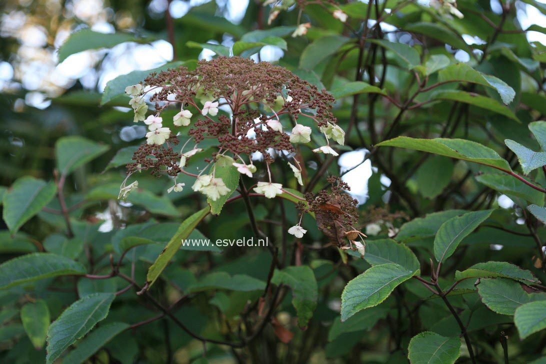 Hydrangea aspera 'Trelissick'