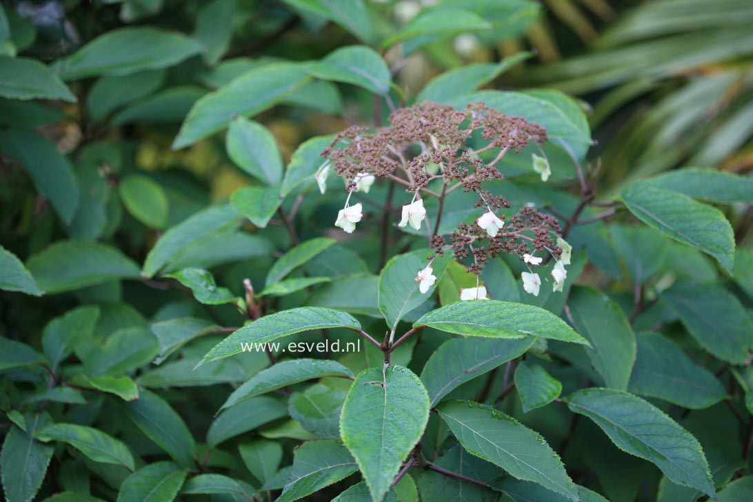 Hydrangea aspera 'Trelissick'