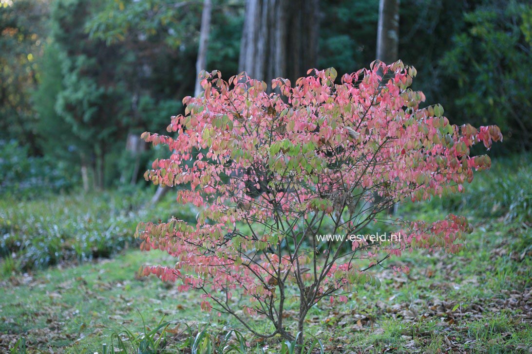 Euonymus alatus 'Compactus'