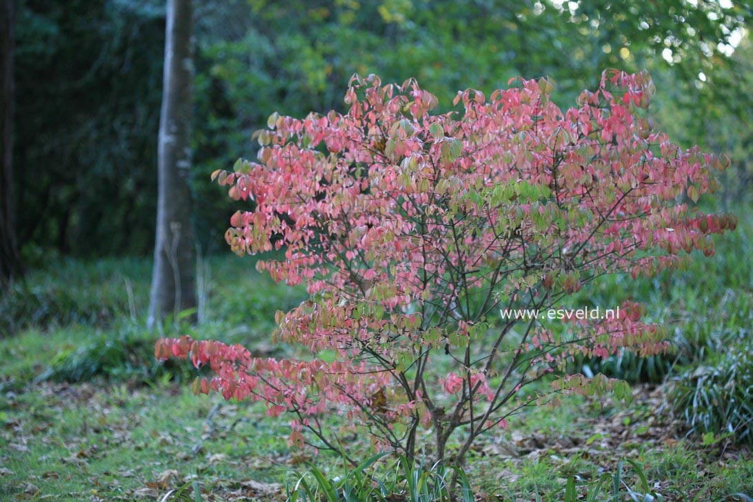 Euonymus alatus 'Compactus'