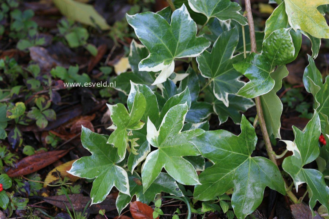 Fatshedera lizei 'Variegata'