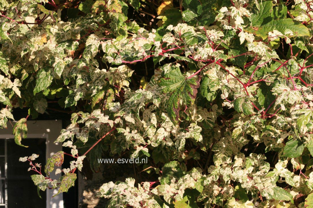 Ampelopsis glandulosa 'Elegans'