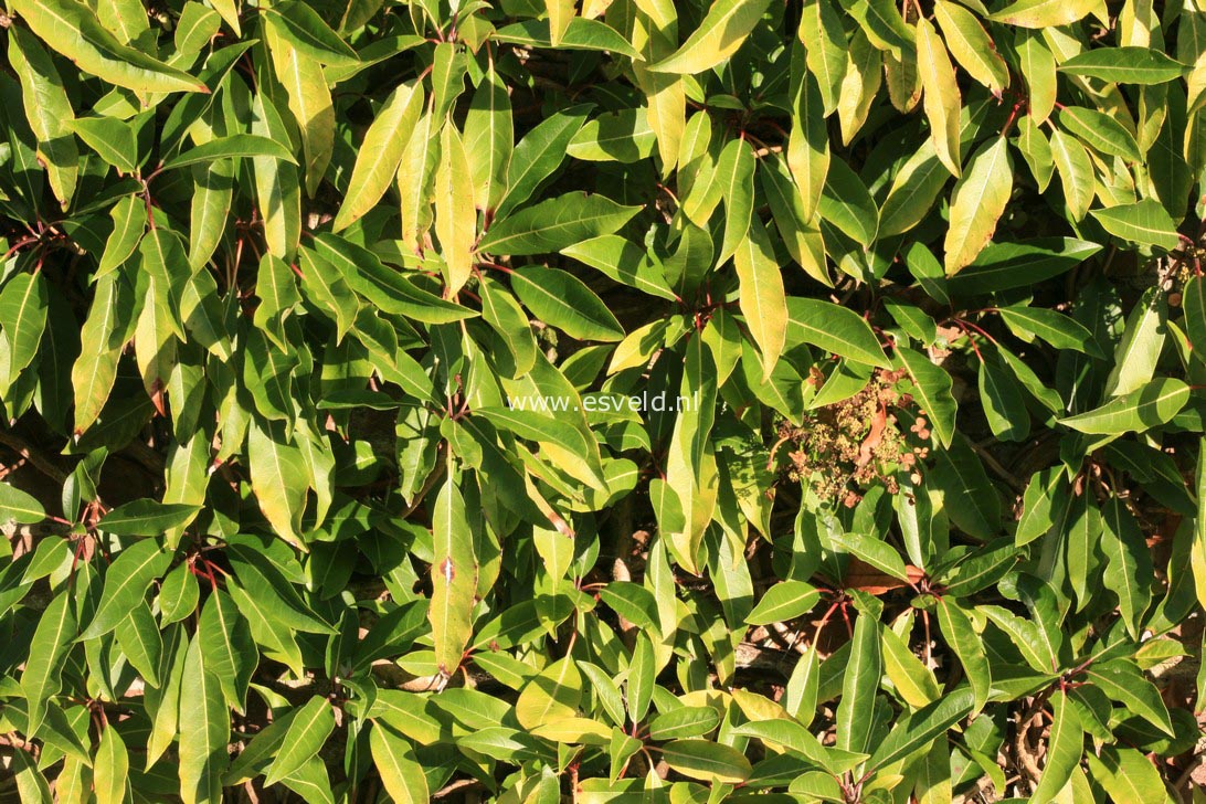 Hydrangea integrifolia