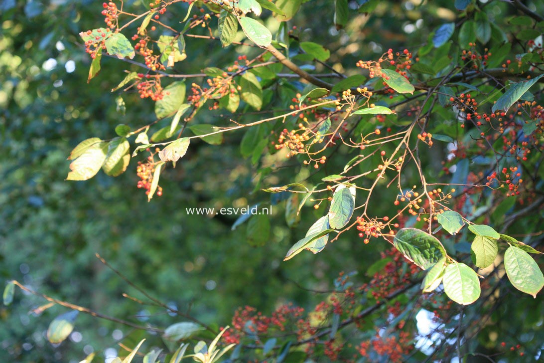 Photinia beauverdiana