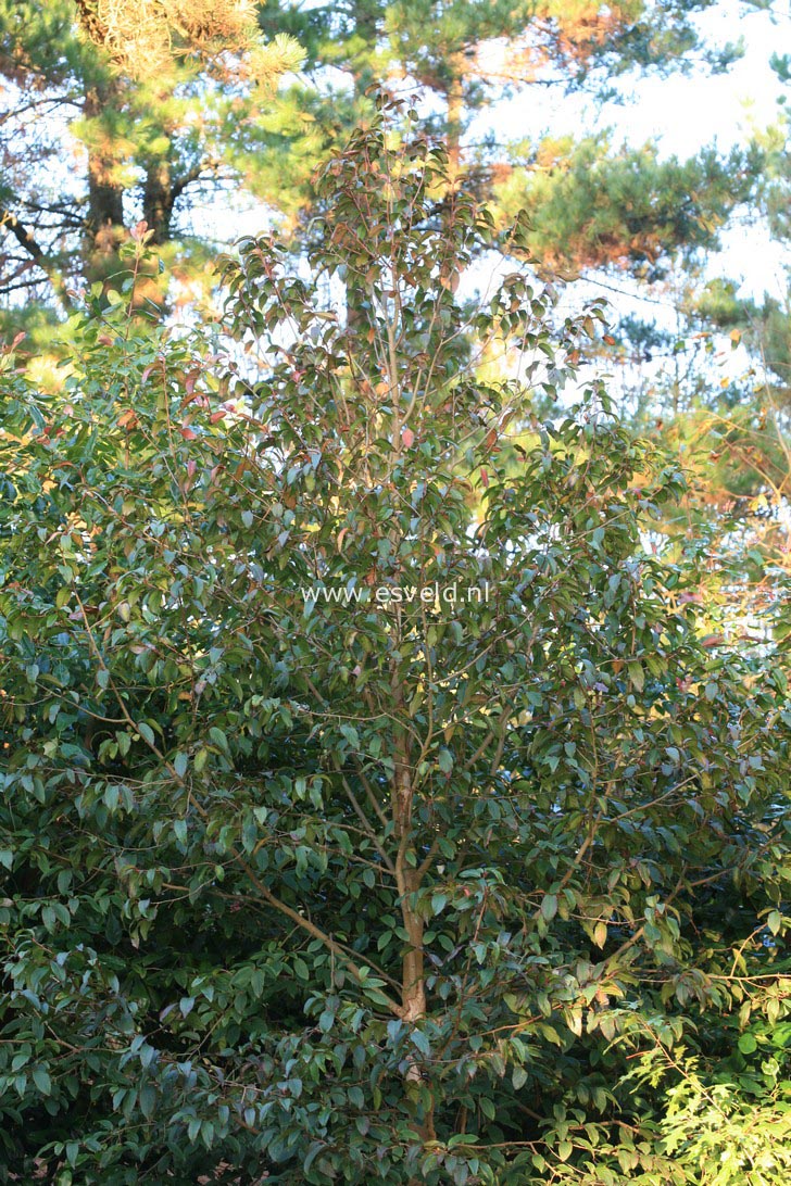 Rehderodendron macrocarpum