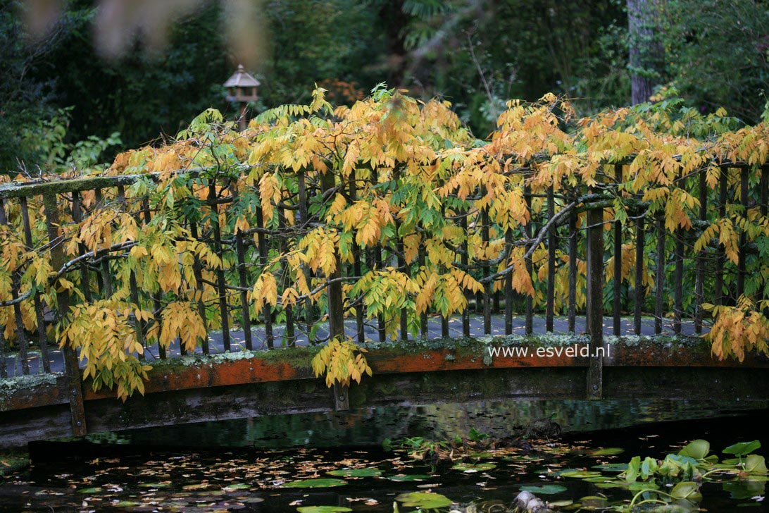 Wisteria floribunda