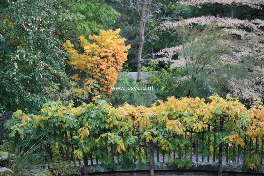 Wisteria floribunda