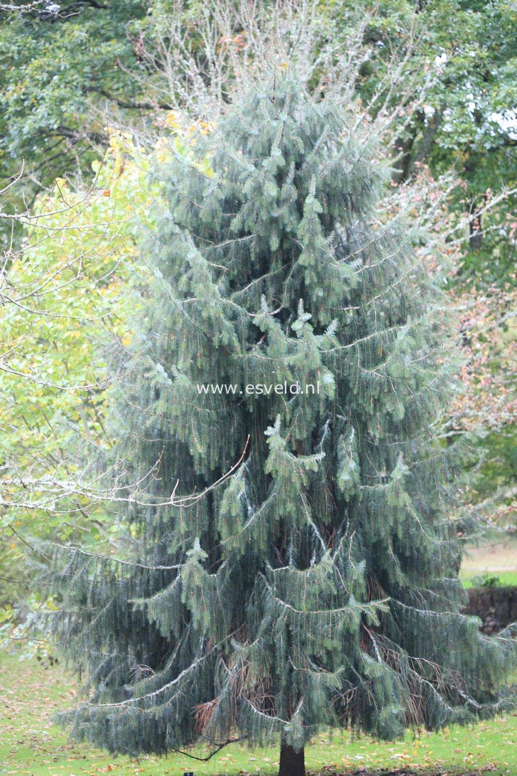 Picea breweriana