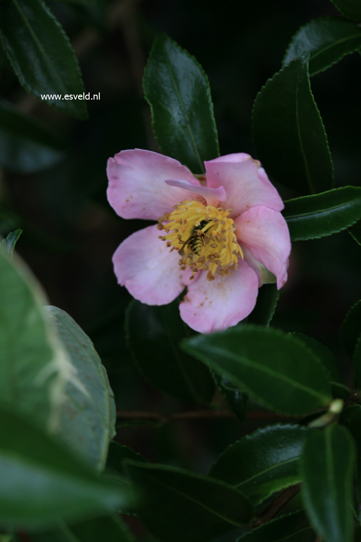 Picture and description of Camellia sasanqua 'Plantation Pink'