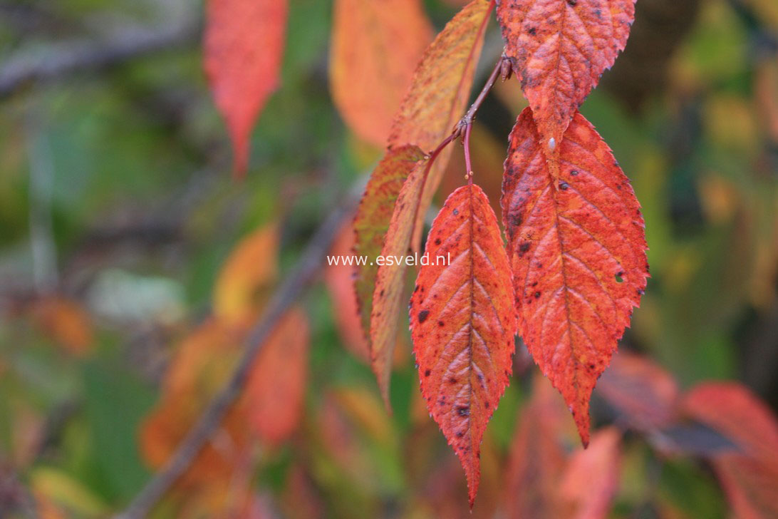 Prunus 'Kursar'