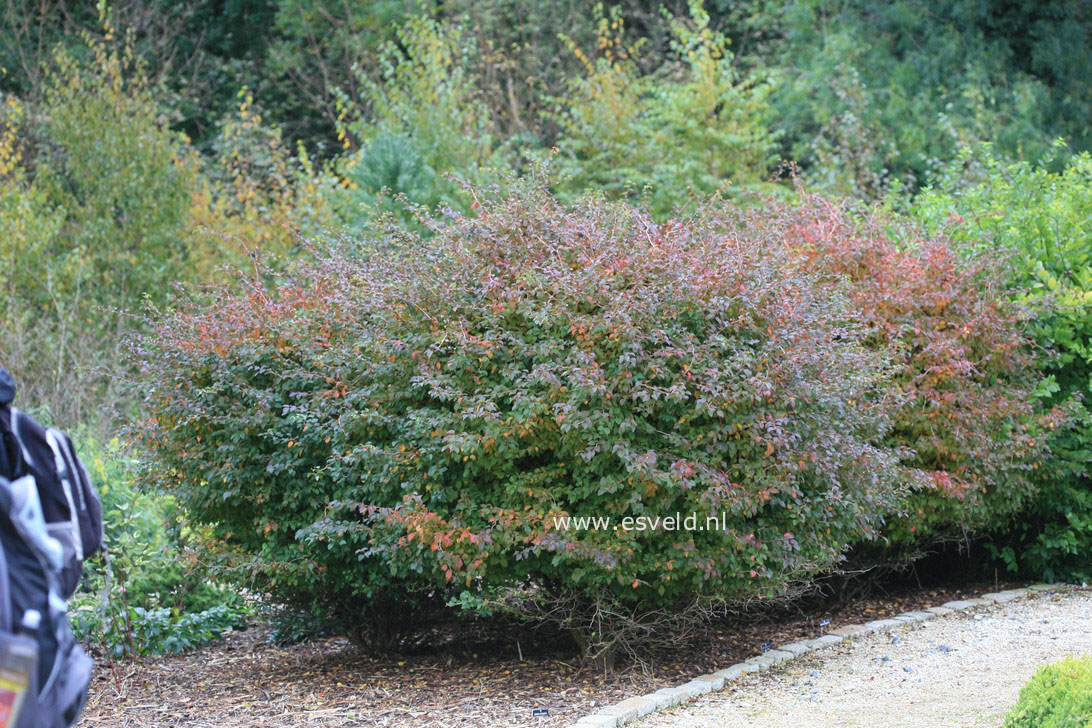 Prunus incisa 'Kojoh no mai'