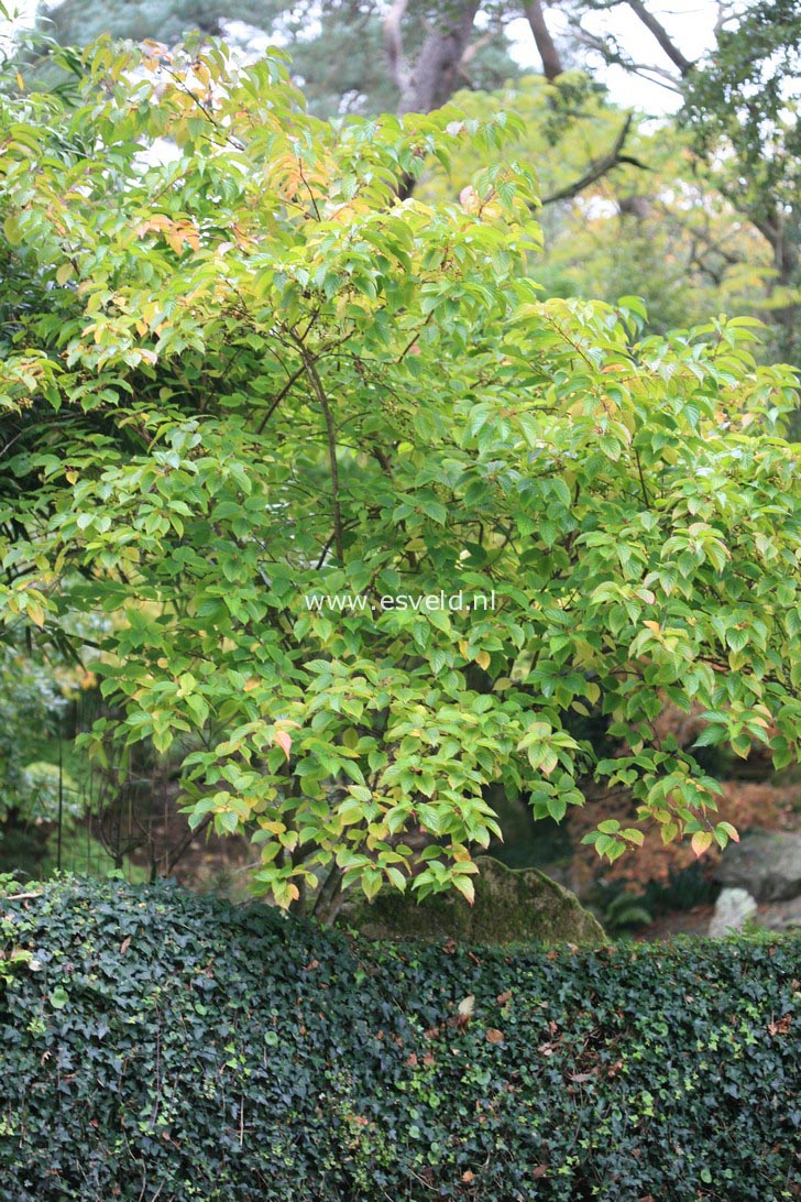 Stachyurus praecox