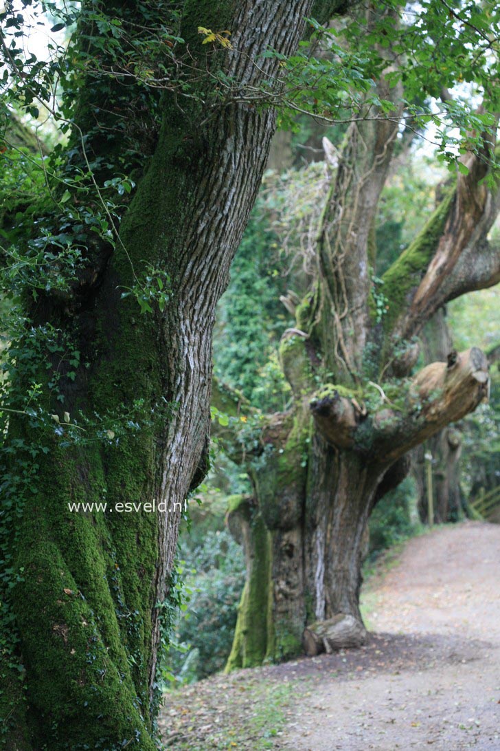 Quercus pubescens