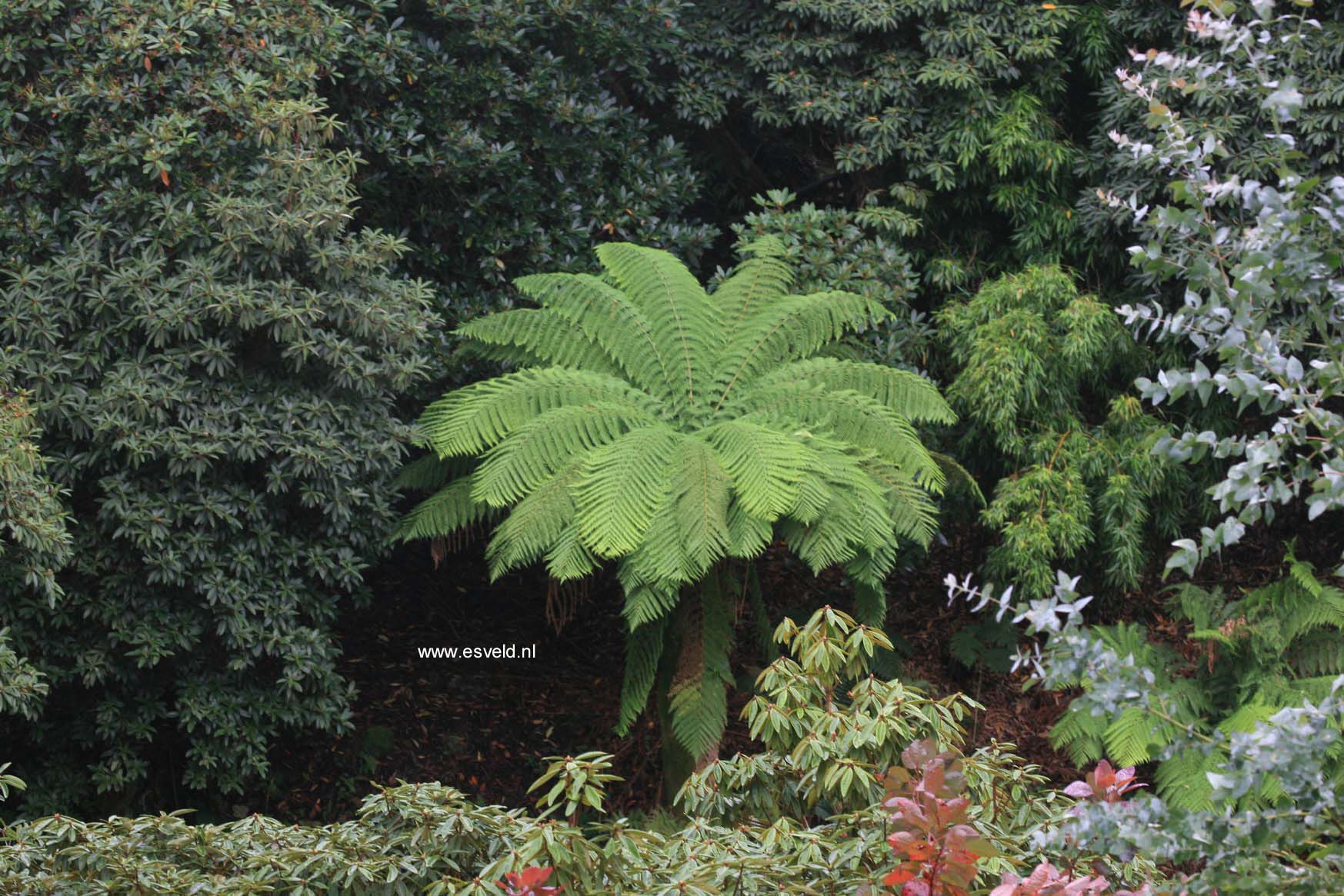 Dicksonia antarctica