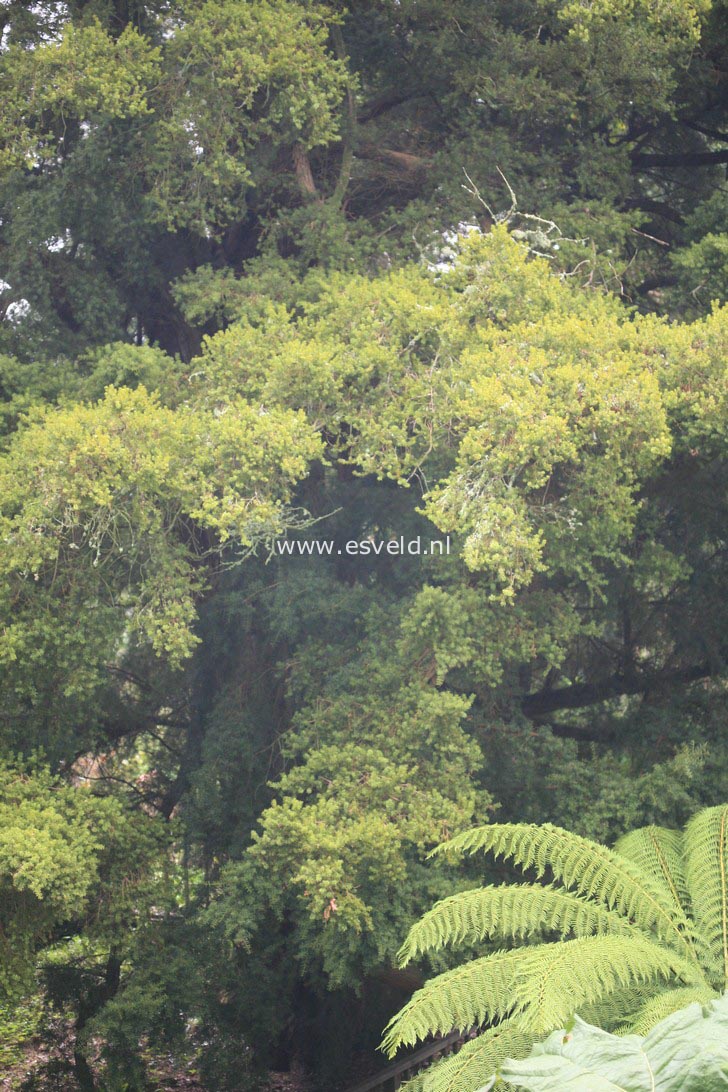 Podocarpus totara