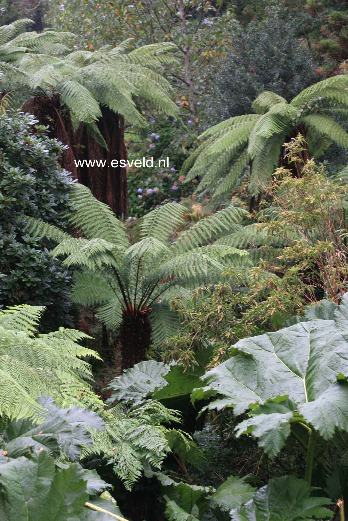 Dicksonia antarctica