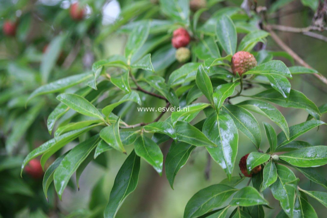 Cornus capitata