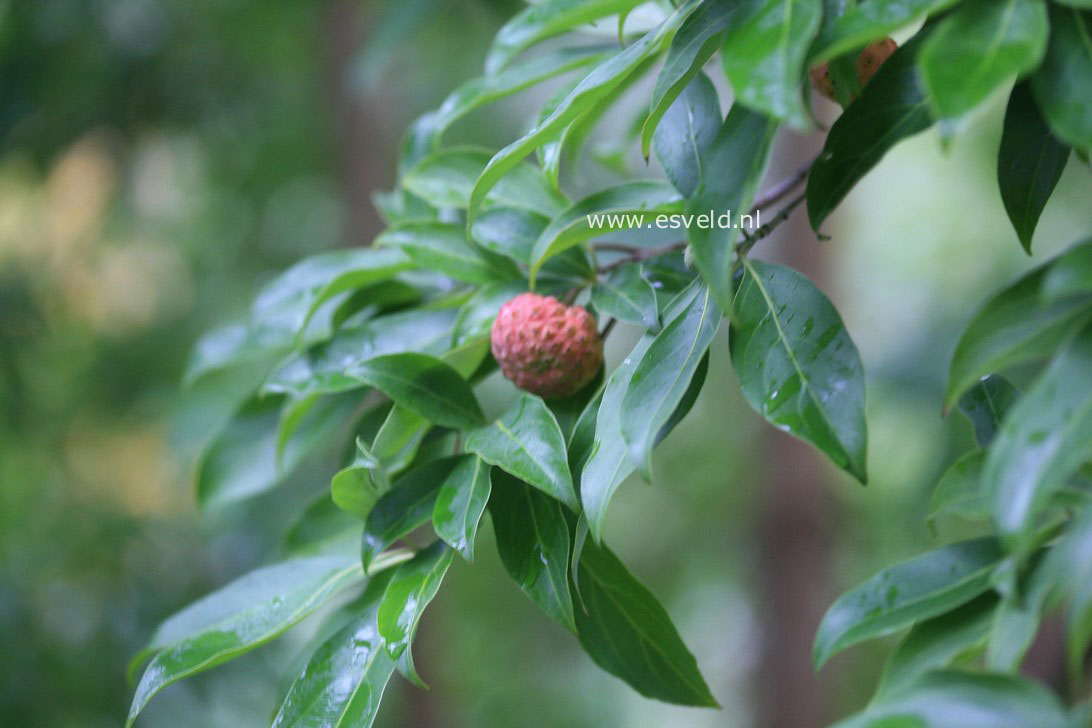 Cornus capitata