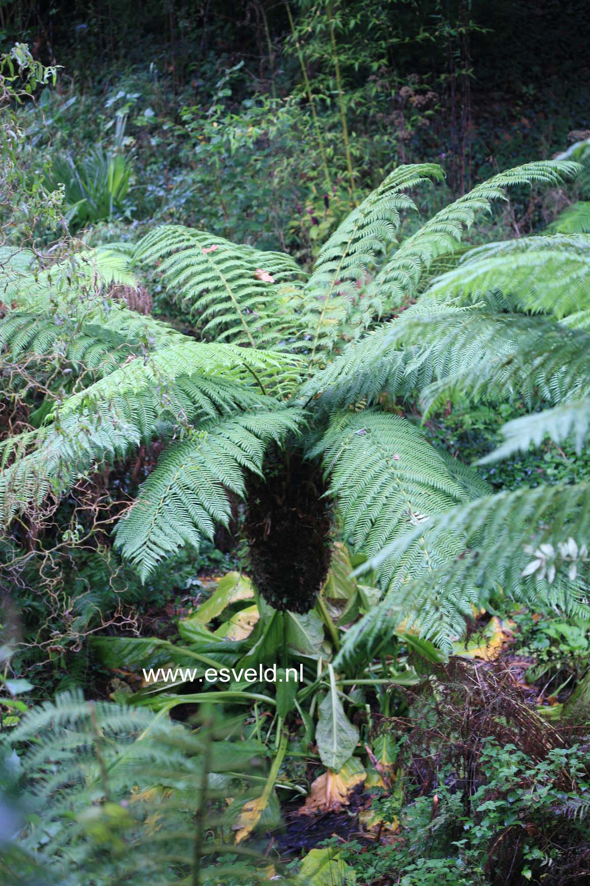 Dicksonia antarctica