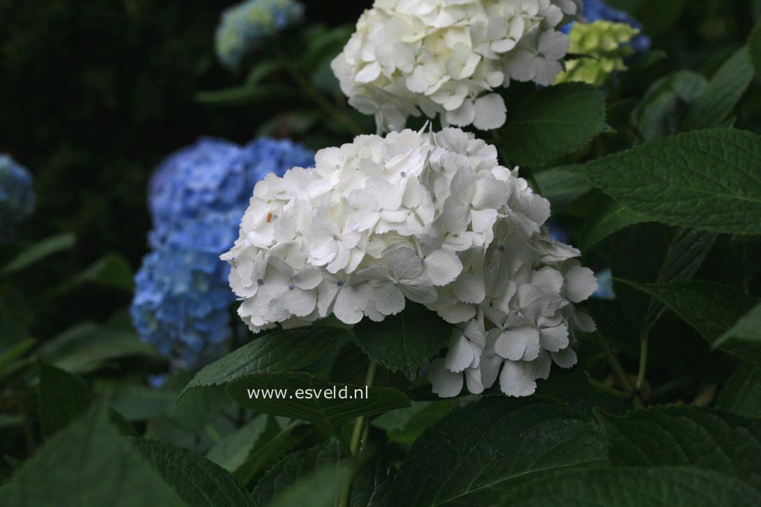 Hydrangea macrophylla 'Seascape'