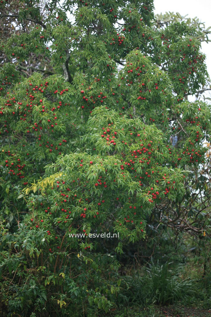 Cornus capitata