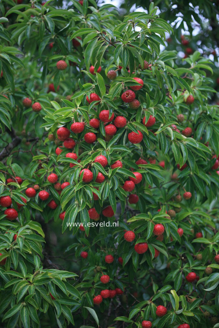 Cornus capitata