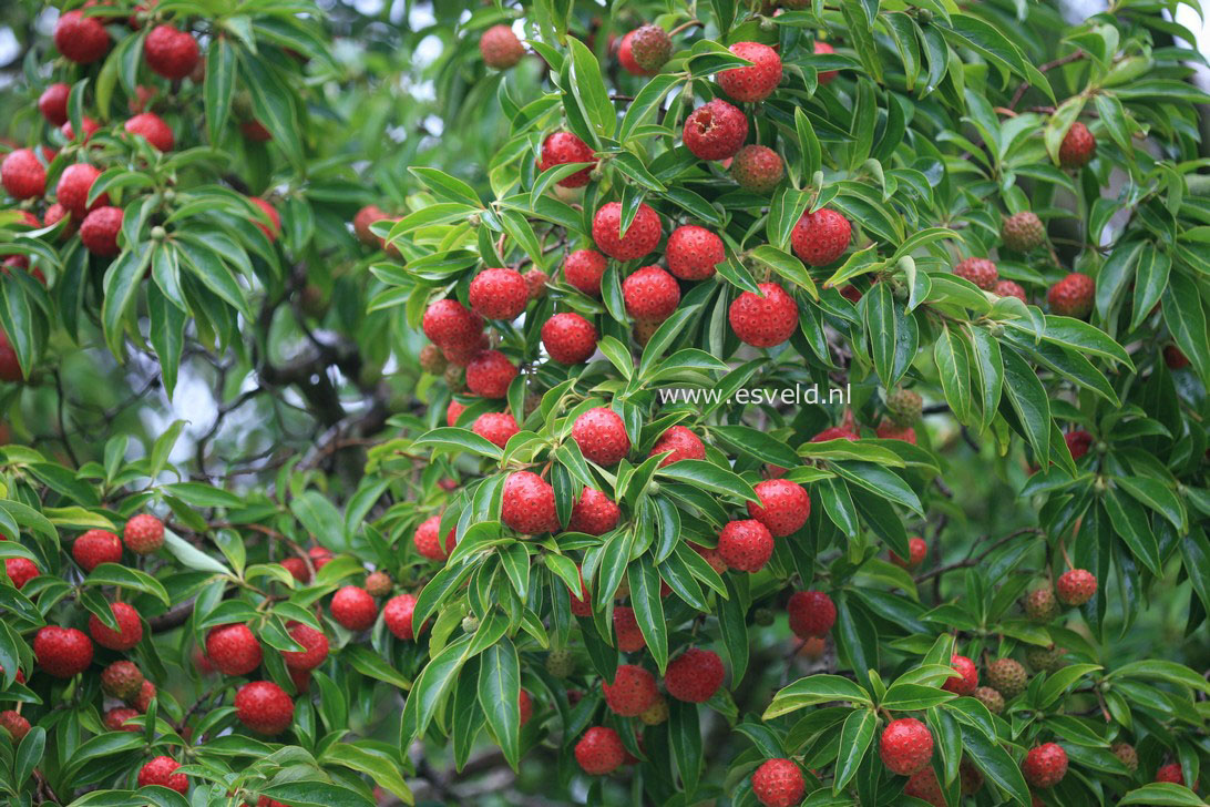 Cornus capitata