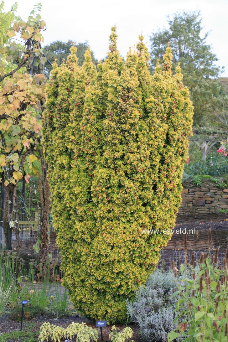 Taxus baccata 'Standishii'