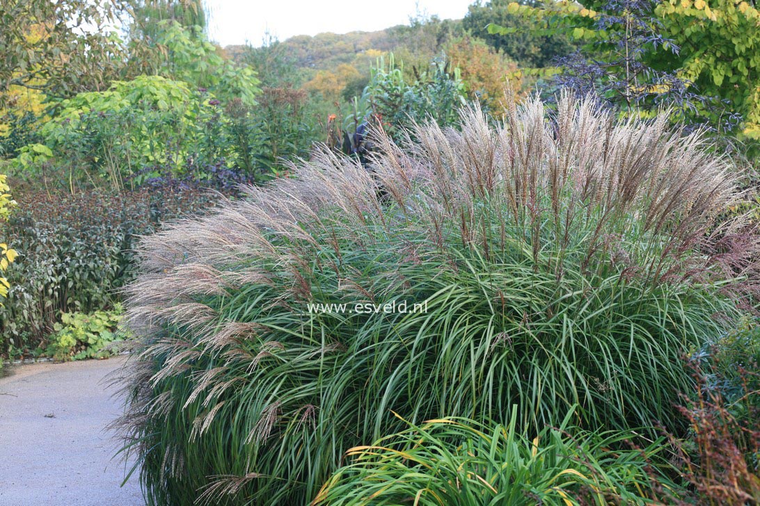 Miscanthus sinensis 'Krater'