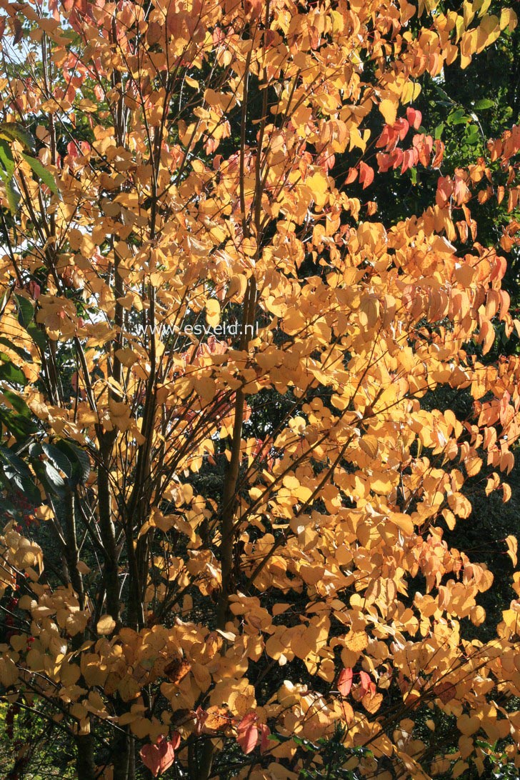 Cercidiphyllum japonicum