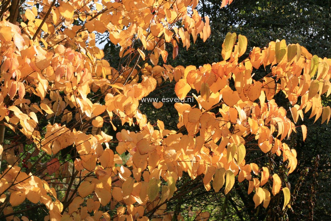 Cercidiphyllum japonicum