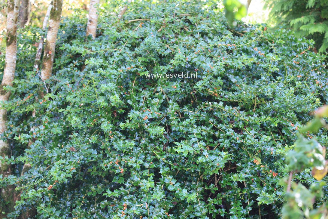 Ilex 'Good Taste'