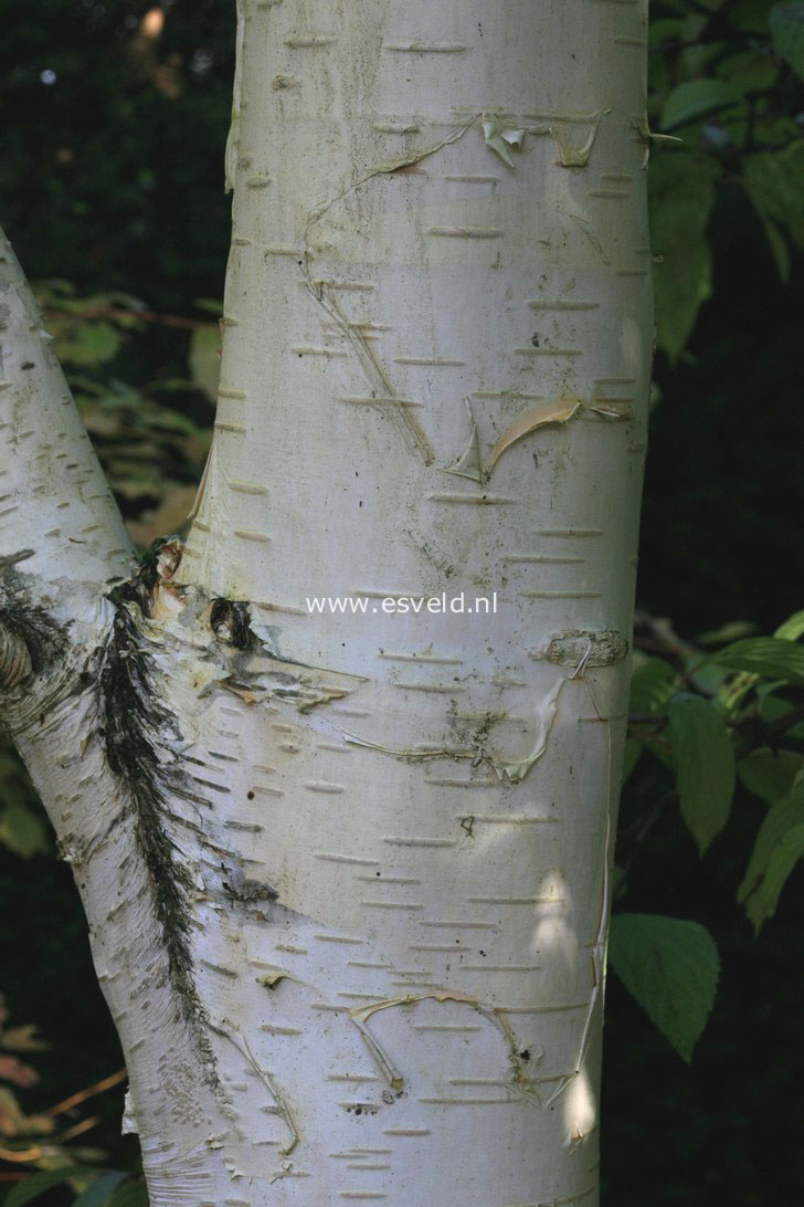 Betula utilis 'Doorenbos'