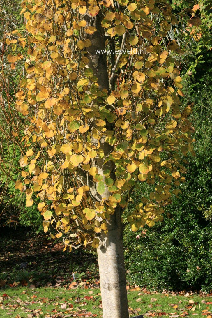 Populus tremula 'Erecta'