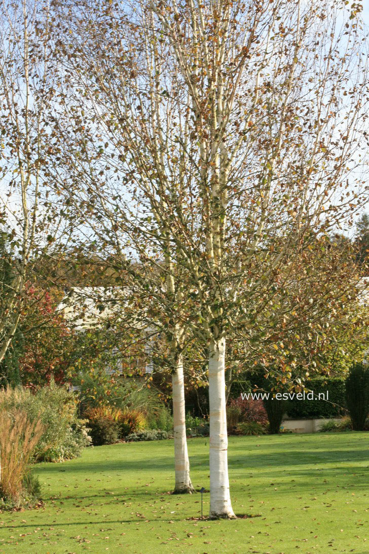 Betula utilis 'Doorenbos'