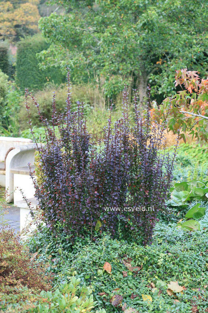 Berberis thunbergii 'Helmond Pillar'