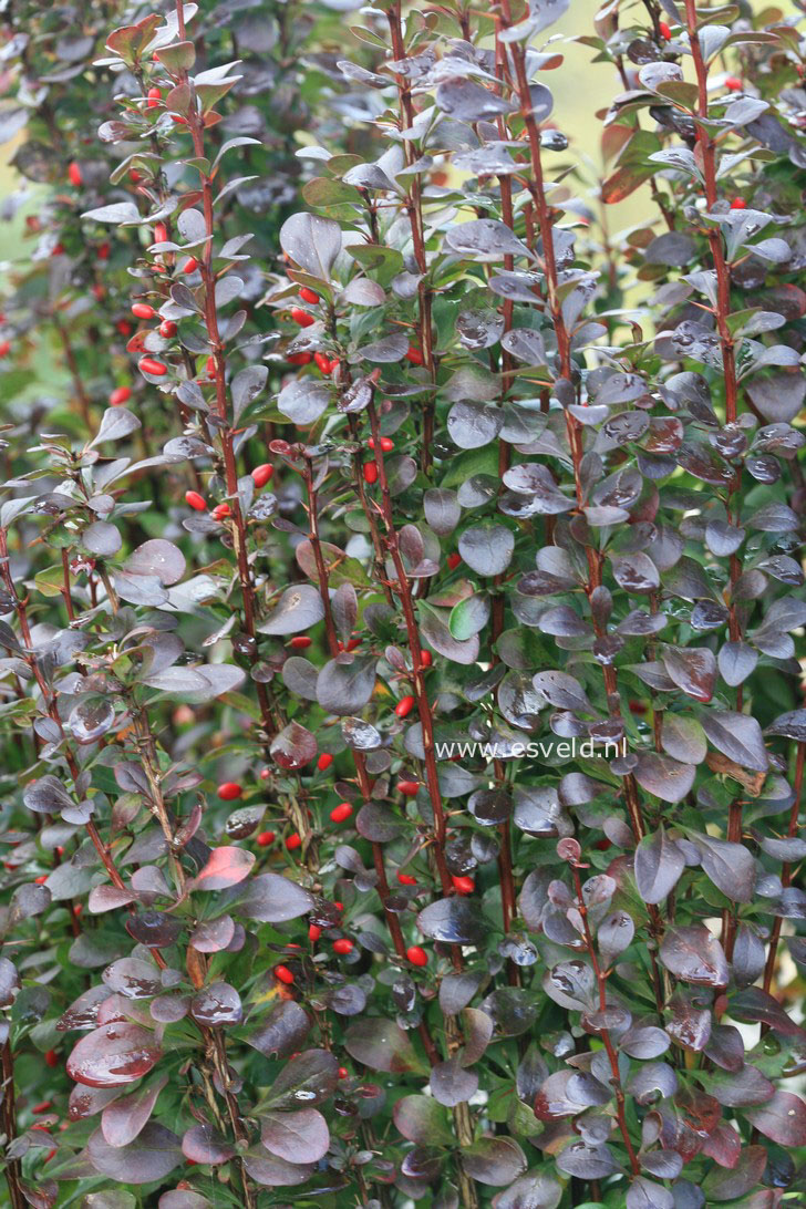 Berberis thunbergii 'Helmond Pillar'