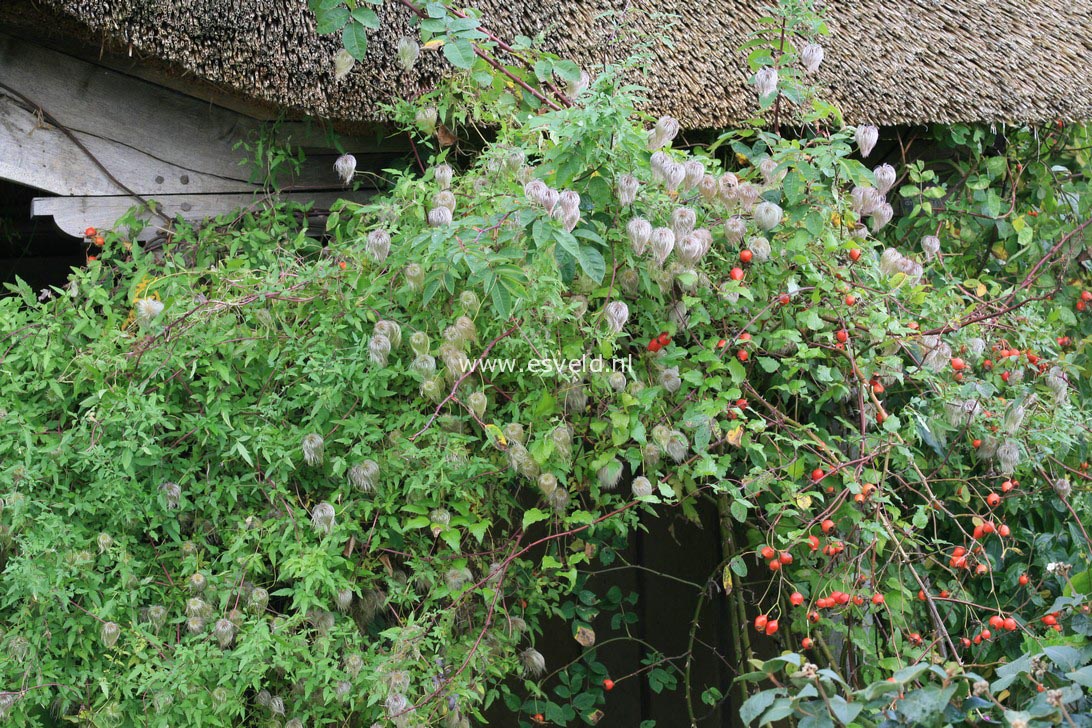 Clematis thibetana tangutica