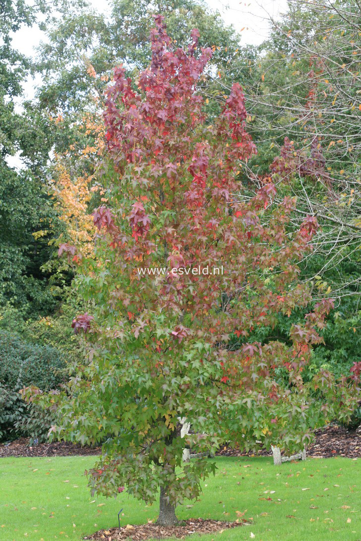 Liquidambar styraciflua 'Lane Roberts'