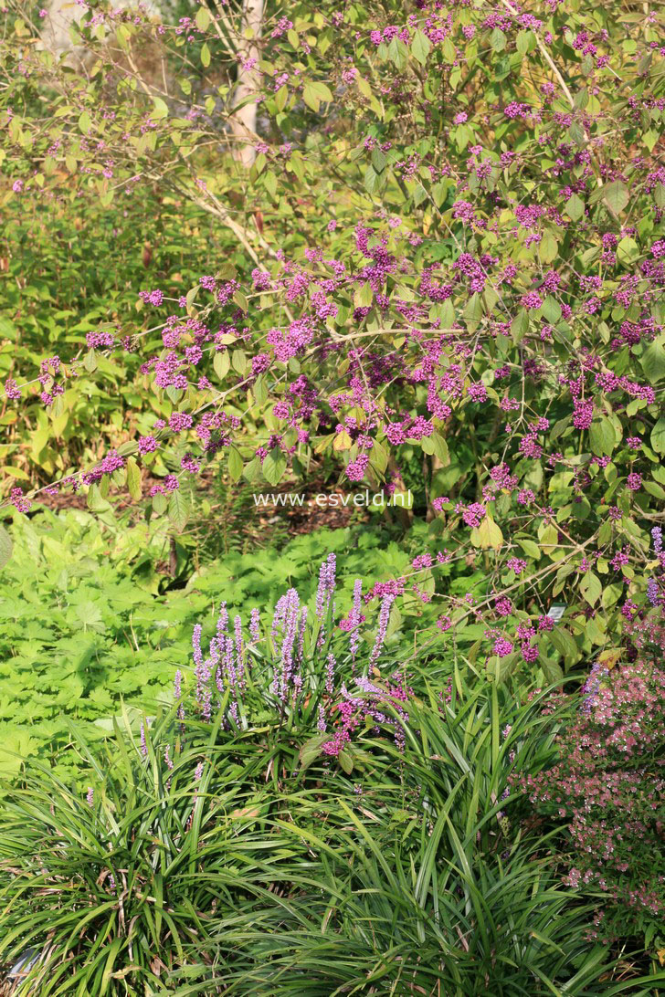 Callicarpa bodinieri 'Profusion'