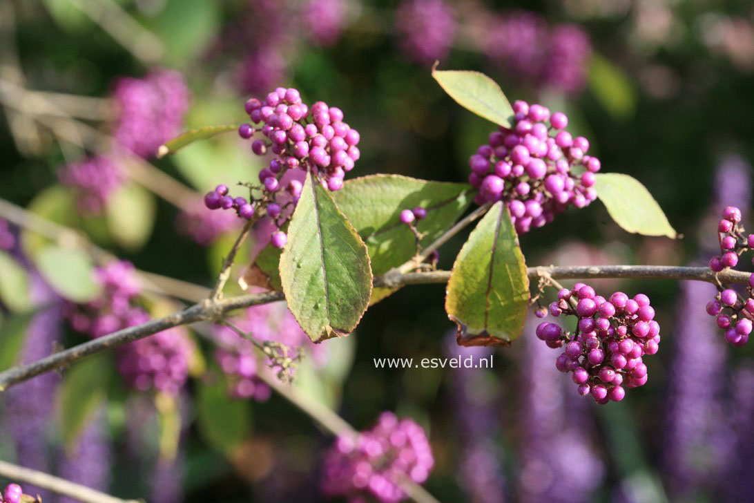 Callicarpa bodinieri 'Profusion'