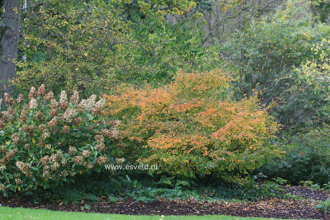 Prunus incisa 'Kojoh no mai'