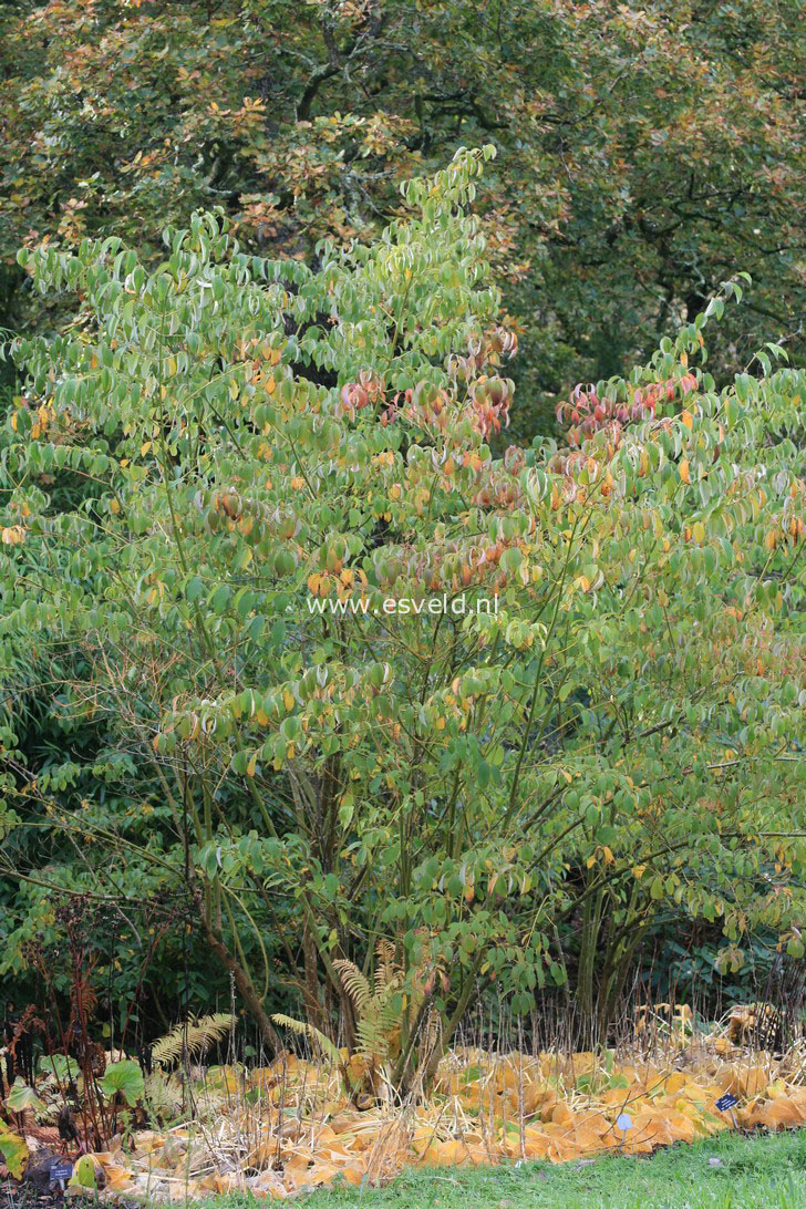 Cornus hemsleyi