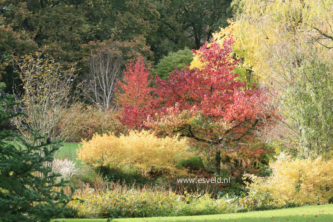 Liquidambar styraciflua 'Lane Roberts'